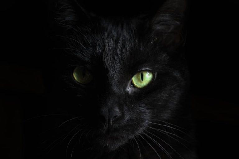 The Spiritual Meaning of Dreaming About Cats