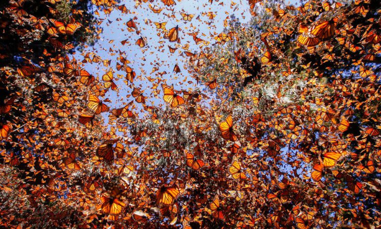 Butterfly Symbolism & Spiritual Meaning