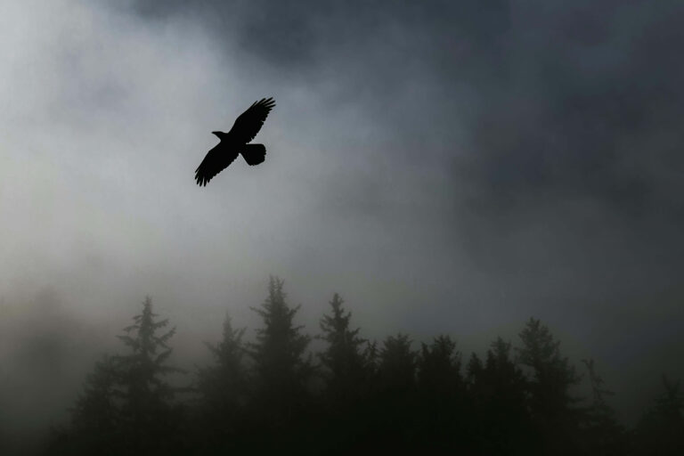 Raven Necklace Symbolism & What It Really Means